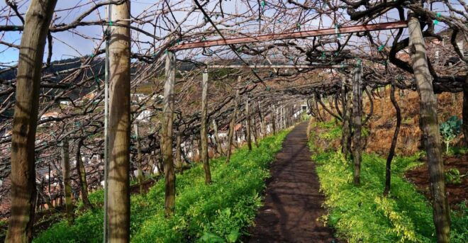 Wine Route Madeira Island Walk - Customer Feedback and Ratings