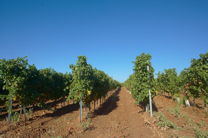 Wine Safari in Edoardo Miroglio Winery - Good To Know