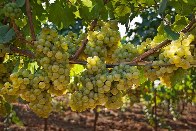 Wine Safari in Edoardo Miroglio Winery - Sommelier-led Wine Tasting