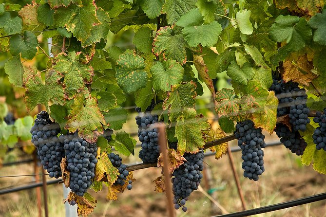 Wine Safari in Edoardo Miroglio Winery - Reservation and Payment Process