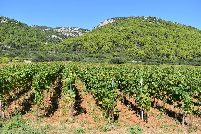 Wine & Sightseeing Tour Korcula - Customer Reviews