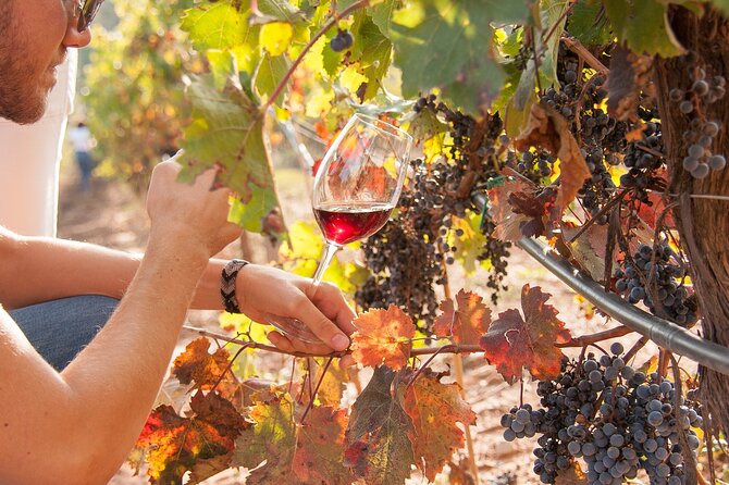 Wine, Tapas & Cava Private Tour From Barcelona - Traveler Photos and Reviews