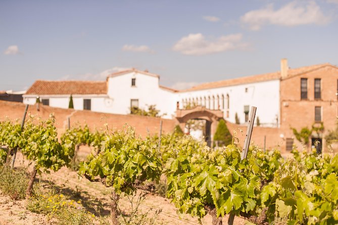 Wine, Tapas & Cava Private Tour From Barcelona - Overall Experience and Feedback