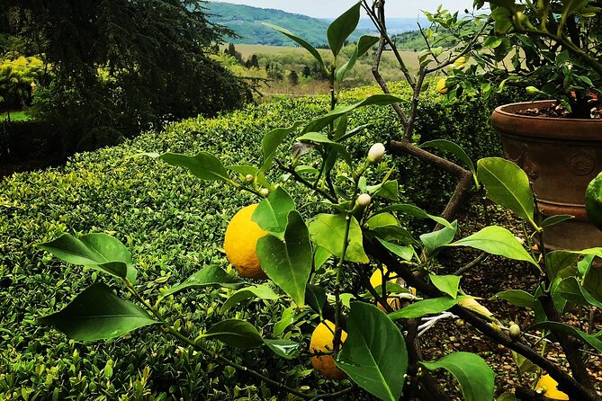 Wine Tasting Activity at Chianti Rufina - Common Questions