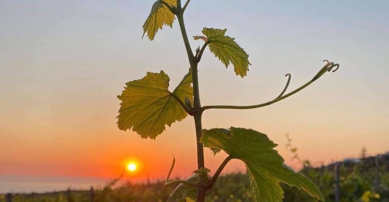 Wine Tasting & Ancient Olive Tree 3 Hours Tour  Private - Good To Know