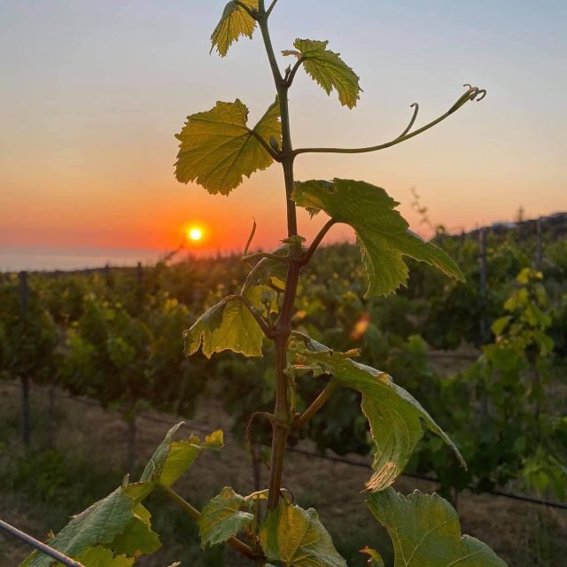 Wine Tasting & Ancient Olive Tree 3 Hours Tour  Private - Introduction to the Tour