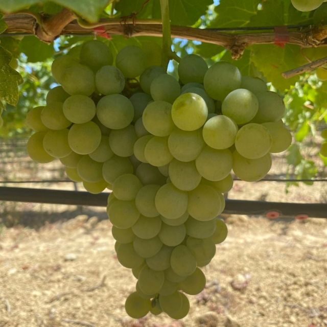 Wine Tasting & Ancient Olive Tree 3 Hours Tour  Private - What You Can Expect