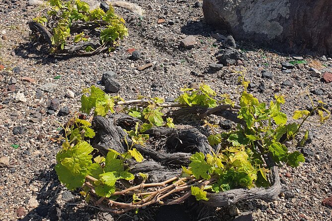 Wine Tasting and Food Pairing With Caldera Views - Expert Guidance on Wine Selection