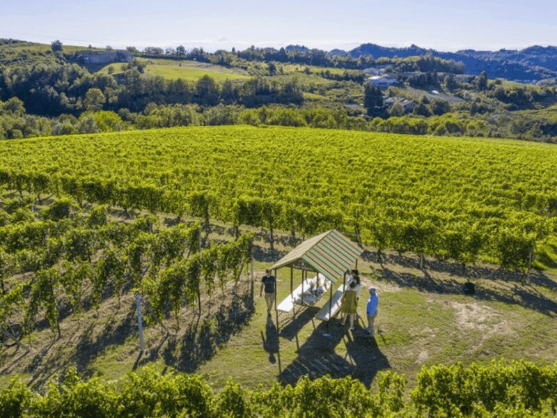 Wine Tasting and Food Pairings in Langhe and near Alba - An In-Depth Look at the Experience