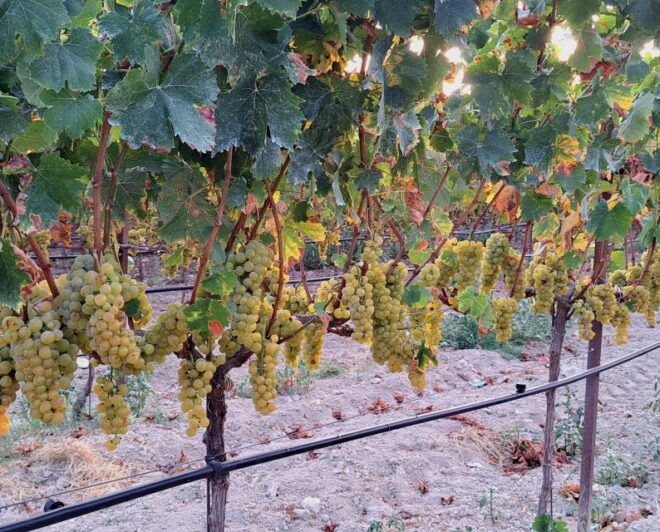 Wine Tasting and Knossos Palace - Private Tour in Heraklion - Pickup Locations
