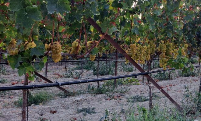 Wine Tasting and Knossos Palace - Private Tour in Heraklion - Stops