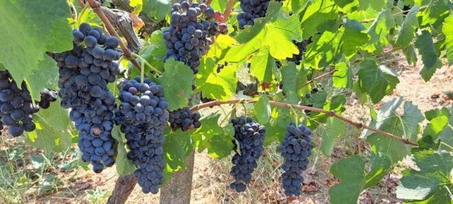 Wine Tasting and Knossos Palace - Private Tour in Heraklion - Drop-off Locations