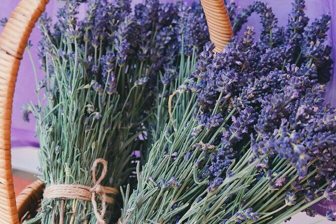 Wine Tasting and lavender Farm Tours - Does the Price Reflect the Experience?