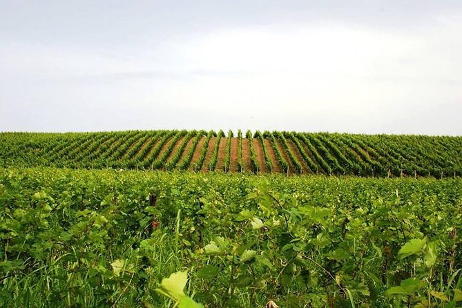 Wine Tasting and Olive Oil in Tirana Surroundings - Culinary Delights of Tirana Region