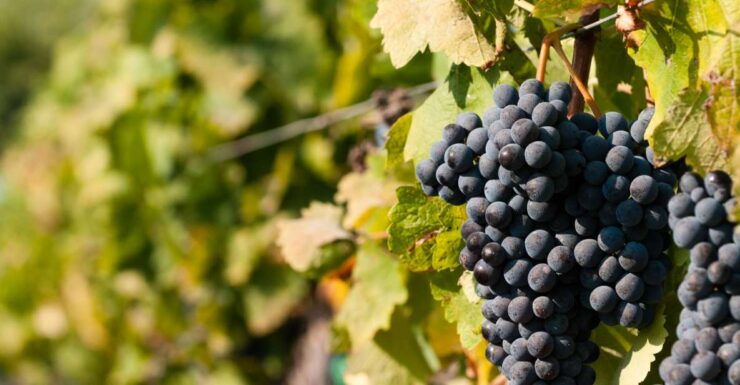 Wine Tasting and Typical Tastings in the Val Di Noto - Val Di Noto Wine Tasting Overview