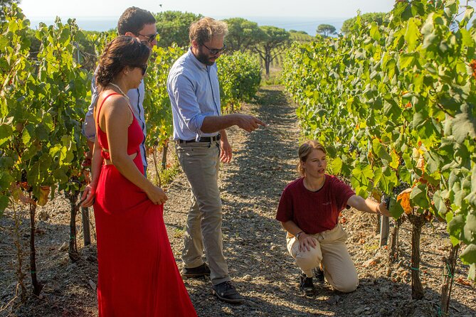Wine Tasting and Visit to a Design Cellar at Ripalte - The Sum Up