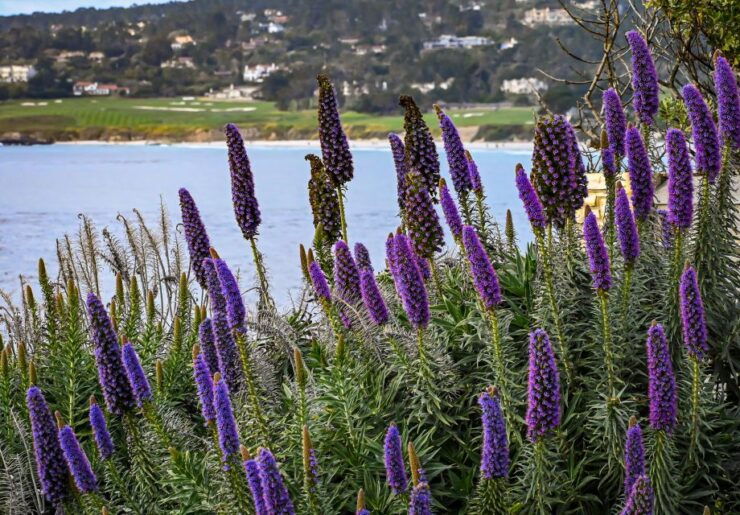 Wine Tasting and Walking Tour of Carmel-by-the-Sea - Experience Highlights
