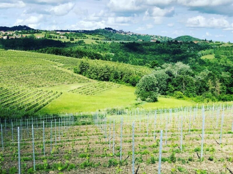 Wine Tasting and Winery Visit near Asti and Turin - An In-Depth Look at the Piedmont Wine Tasting Experience