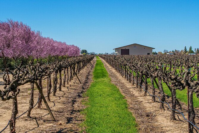 Wine Tasting Audio Tour - Lodi California - Who Is This Tour Best For?