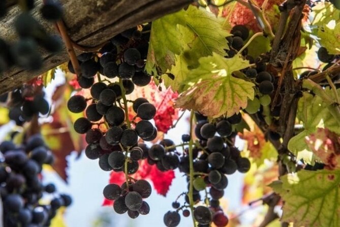 Wine Tasting Cantina Apicella With Lunch - Lunch Menu Selections