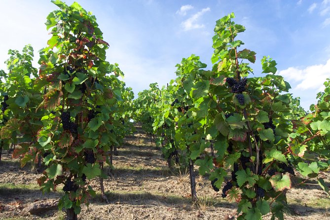 Wine Tasting Day Trip From Prague to Melnik - What To Expect During the Trip