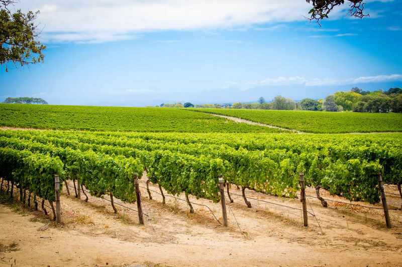 Wine Tasting Experience in Groot Constantia Wine Estate, Cape Town - What the $10.09 starting price gets you