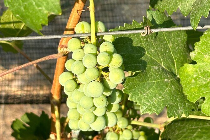 Wine Tasting experience in San Miguel de Allende - What’s Included and What’s Not