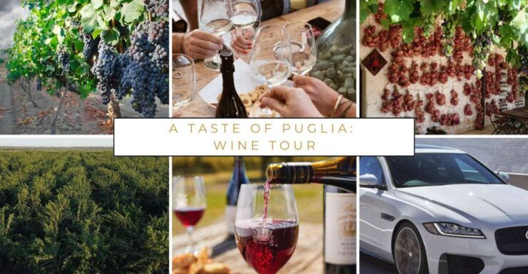 Wine Tasting Experience in the Apulian Countryside! - Itinerary