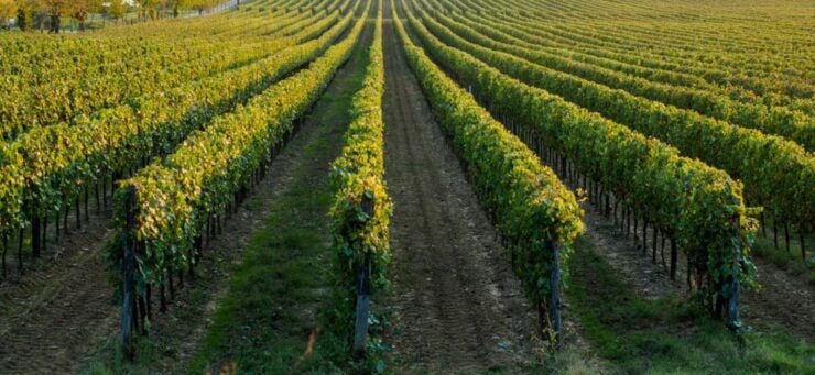 Wine Tasting Experience in the Apulian Countryside! - Frequently Asked Questions