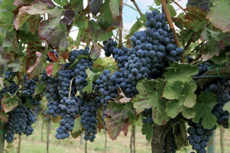 Wine Tasting Experience on the Slopes of Vesuvius - Good To Know