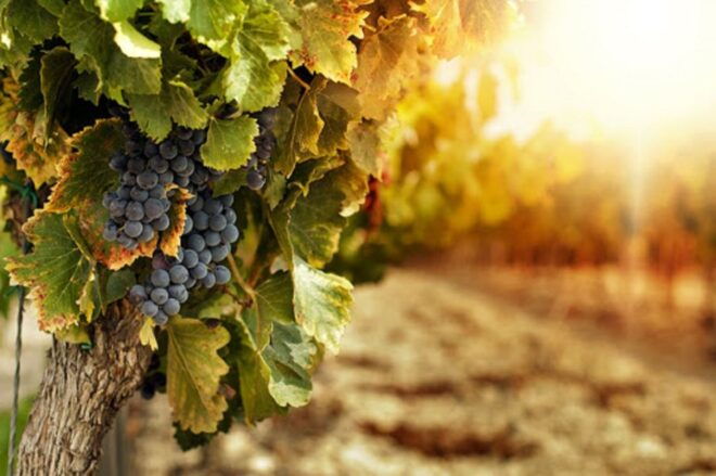 Wine Tasting Experience on the Slopes of Vesuvius - Inclusions