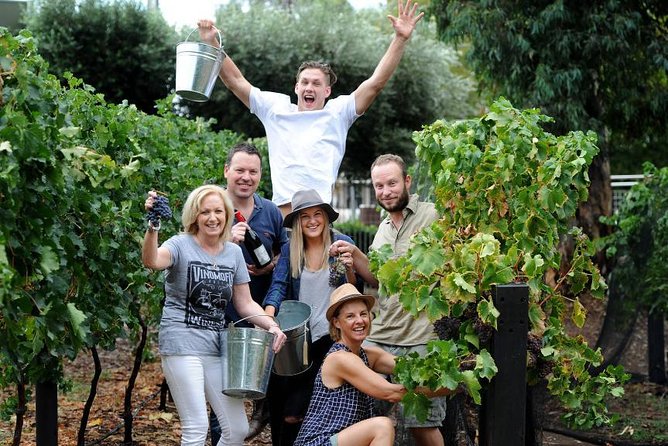 Wine Tasting: Full-Day Wine Tour in Kakheti (ALL INCLUSIVE) - Logistics and Schedule