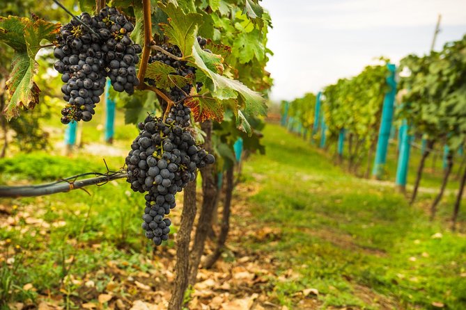 Wine Tasting: Full-Day Wine Tour in Kakheti (ALL INCLUSIVE) - Additional Details