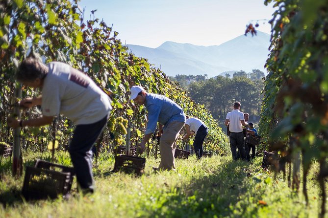 Wine Tasting: Full-Day Wine Tour in Kakheti - Good To Know