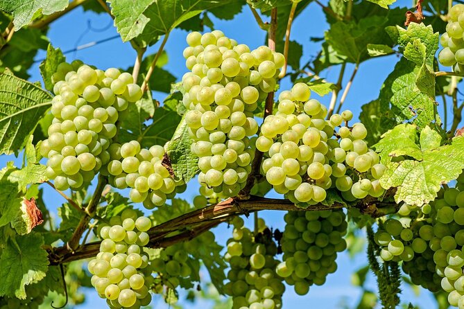 Wine Tasting: Full-Day Wine Tour in Kakheti - Accessibility and Confirmation Details