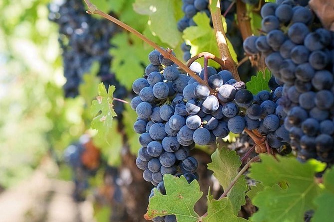 Wine Tasting: Full-Day Wine Tour in Kakheti - Pricing and Availability