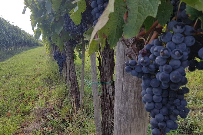 Wine Tasting in Chianti, Visiting Castellina, in Tuscany From Rome - Good To Know