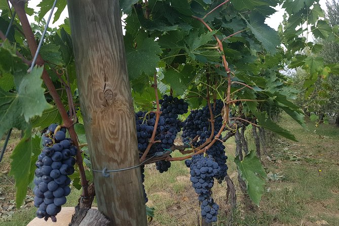 Wine Tasting in Montepulciano, Visiting Siena, in Tuscany From Florence - Good To Know