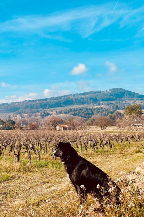 Wine Tasting in Patrimonio - Key Points