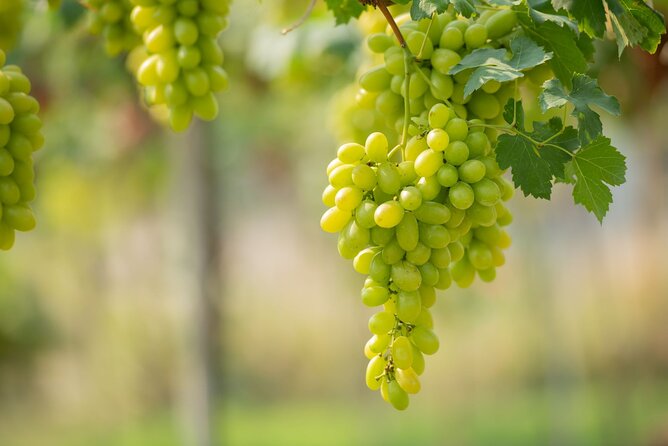 Wine Tasting in Rhodes, Inside the Vineyards With the Producer - Good To Know