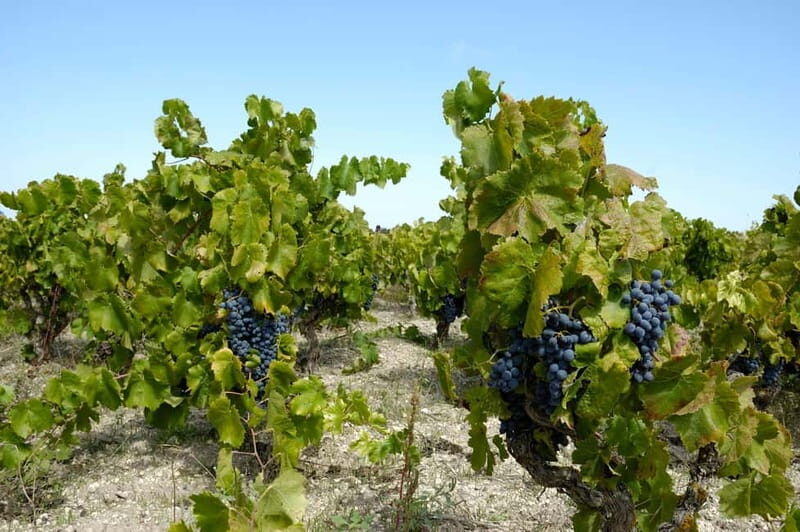 Wine tasting in the cellar - A Closer Look at the Wine Tasting in Avola