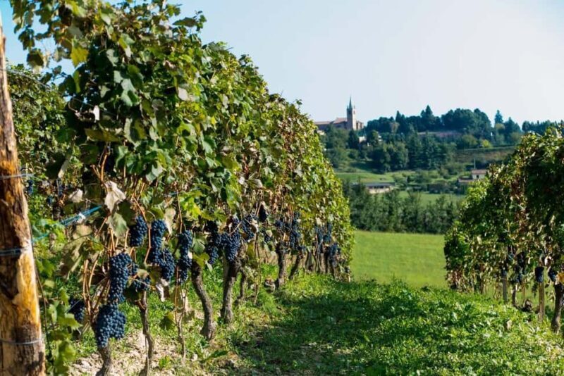 Wine Tasting in the Heart of Monferrato - Classic - FAQs