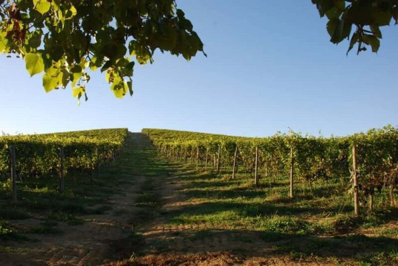 Wine Tasting in the Heart of Monferrato - Premium - Who Should Consider This Tour?