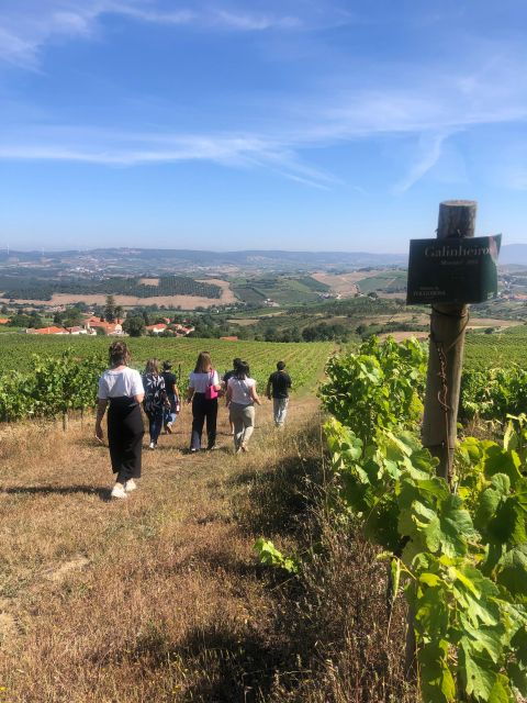 Wine Tasting in Typical Portuguese Cellar - Booking Details for Wine Tasting Experience