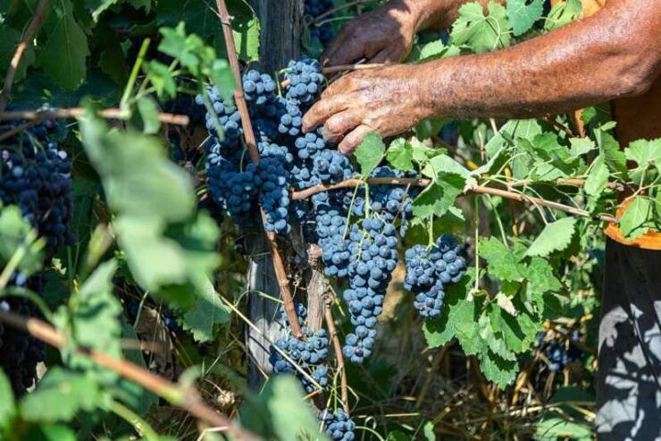 Wine Tasting in Vinery From Naples - Good To Know