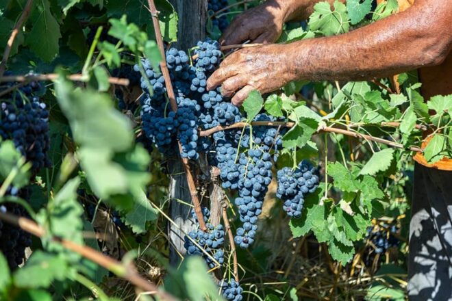 Wine Tasting in Vinery From Naples - Detailed Itinerary of the Day