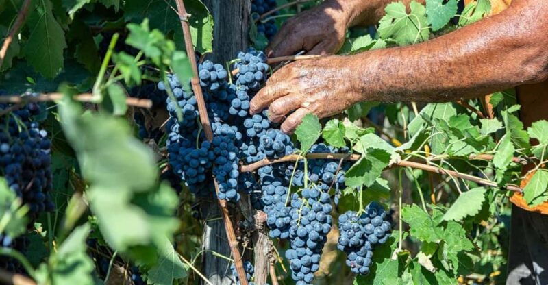 Wine Tasting in Winery from Naples - An In-Depth Look at the Experience