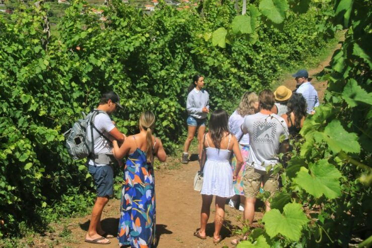 Wine Tasting Journey & Cabo Girão's Breathtaking Sea Cliffs - Winery Tour at Quinta Do Barbusano