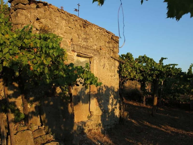 Wine Tasting & Medieval Town Visit at Castelli Romani - A Detailed Look at the Tour Experience