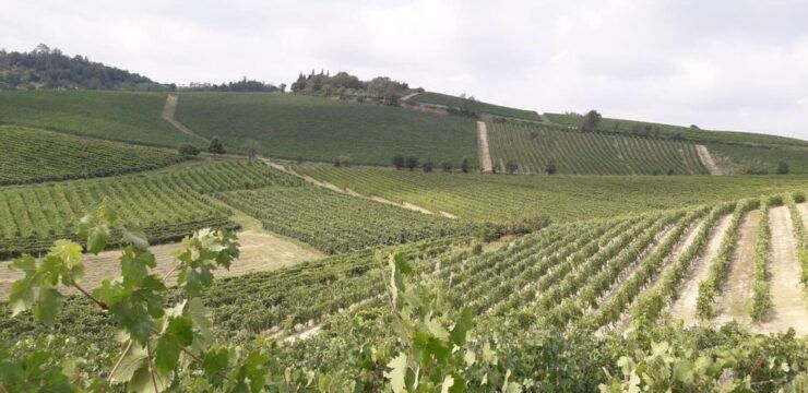 Wine Tasting of Monferrato Wines With a Visit to the Winery - Experience Highlights